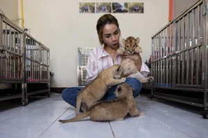 Chị Patamawadee Chanpithak đang nuôi hơn 80 cá thể sư tử.