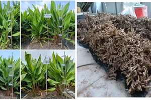 Một số hình thái cây nghệ đen trong thí nghiệm nghiên cứu (trái) và củ nghệ đen tươi sau khi thu hoạch (phải).