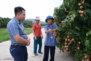 Ông Nguyễn Văn Hồng, HTX Dịch vụ tiêu thụ nông sản Tân Mộc chia sẻ với Báo GD&TĐ.