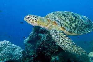 Rùa biển xanh.