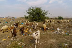 Người dân Thổ Nhĩ Kỳ chung sống với rác thải.