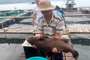 Nuôi cá sủ đất tại Hòn Thị, xã Ninh Ích, thị xã Ninh Hòa, Khánh Hòa.