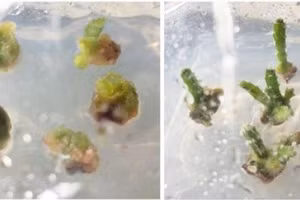 Nhân giống thanh long bằng phương pháp nuôi cấy mô.