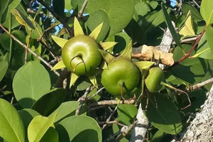 Lá bần không cánh mở ra khả năng ứng dụng trong các sản phẩm hỗ trợ phòng ngừa loét dạ dày.