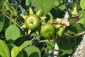 Lá bần không cánh mở ra khả năng ứng dụng trong các sản phẩm hỗ trợ phòng ngừa loét dạ dày.