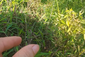 Nếu không có những ngày về quê, làm sao ta có được những kỷ niệm dịu ngọt. Ảnh: Bình Thanh.