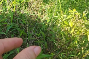 Nếu không có những ngày về quê, làm sao ta có được những kỷ niệm dịu ngọt. Ảnh: Bình Thanh.