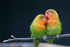 Vẹt uyên ương.