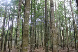 Cây dó trầm được trồng phổ biến trong các hộ dân tại xã Phúc Trạch (Hương Khê, Hà Tĩnh).