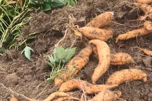 Ngỡ ngàng vị ngon khoai lang Bái Thượng