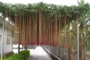 Cây hồ đằng rễ mành.