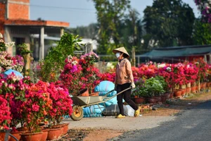 Nên mua hoa, cây cảnh trước Tết khoảng 3 - 7 ngày để giữ được độ bền đẹp.