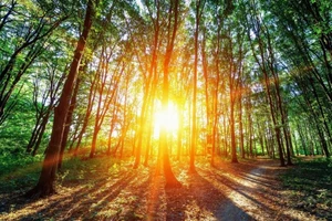 Các nhà khoa học đang tìm cách dùng ánh nắng Mặt trời để thu giữ CO₂.