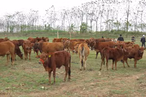 Hướng điều trị mới sẽ góp phần nâng cao hiệu quả chăn nuôi. Ảnh minh họa: INT