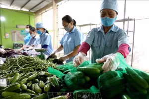 Sơ chế, đóng gói sản phẩm tại HTX Nông nghiệp Văn Đức để cung cấp cho thị trường.