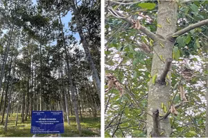 Hình ảnh thí nghiệm giải pháp quản lý, phòng trừ sâu ăn lá trên rừng trồng dầu rái.