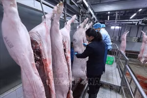 Nhân viên đóng dấu kiểm dịch động vật lên sản phẩm. Ảnh tư liệu - minh họa: TTXVN