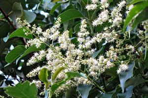 Cây pác lừ chứa hoạt chất điều trị bệnh về khớp.