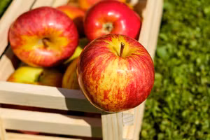 Vỏ táo chứa nhiều hoạt chất chống oxy hóa, phòng chống ung thư, chống viêm.