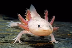 Axolotl có khả năng tái tạo các chi bị đứt.