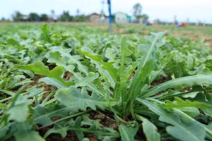 Cây sa sâm chứa nhiều hoạt chất chống oxy hóa.