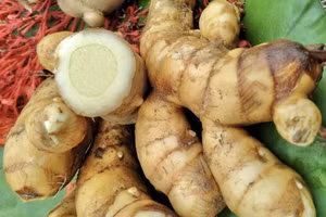 Nghệ trắng có khả năng ức chế enzyme urease mạnh.