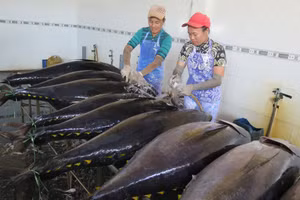 Công nghệ giúp cá ngừ tươi, giữ màu đẹp sau cấp đông.