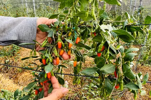 Cây kỷ tử có nhiều tác dụng chữa bệnh. Ảnh minh họa: INT