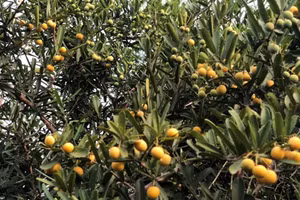 Cây thuốc Xáo tam phân.