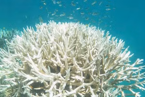 Rạn san hô bị tẩy trắng bởi hiện tượng biến đổi khí hậu. Ảnh: ITN.