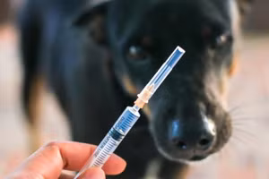 Trường hợp vết thương được đánh giá ở độ III (vết thương có chảy máu, có tổn thương lớp thượng bì), cần phối hợp tiêm thêm huyết thanh kháng dại. Ảnh minh họa: ITN