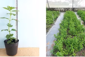 Cây con bạc hà trước khi trồng (trái) và cây sau khi trồng 60 ngày (phải).