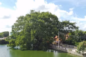 'Đại lão' bồ đề có thân hình to lớn, tán rộng vươn mình về phía hồ nước.