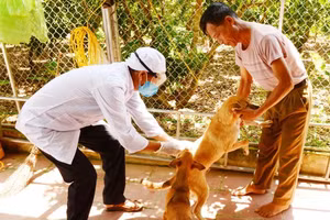 Cán bộ thú y xã Hồng Giang (Lục Ngạn, Bắc Giang) tiêm vắc-xin phòng dại cho đàn chó của một gia đình ở thôn Thượng Phương Sơn. Ảnh: ITN