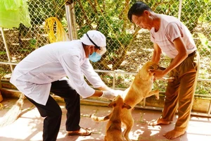 Cán bộ thú y xã Hồng Giang (Lục Ngạn, Bắc Giang) tiêm vắc-xin phòng dại cho đàn chó của một gia đình ở thôn Thượng Phương Sơn. Ảnh: ITN