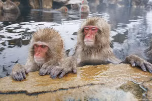 Loài khỉ Jigokudani ngâm mình trong nước nóng vào mùa Đông.