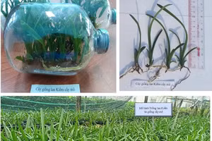 Cây giống lan Kiếm cấy mô và sản phẩm mô hình cây lan Kiếm.