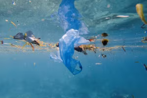 Nhựa có thời gian phân hủy rất lâu.