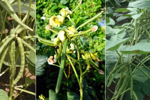 Giống đậu xanh kháng bệnh khảm vàng, năng suất cao.