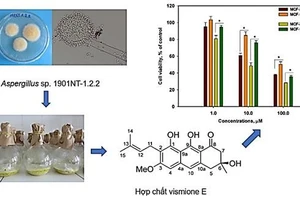 Sơ đồ nghiên cứu thu nhận hợp chất kháng ung thư vismione E từ chủng vi nấm Aspergillus sp. 1901NT-1.2.2.