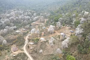 Mỗi độ tháng Ba về, hoa ban Điện Biên nở trắng núi rừng.