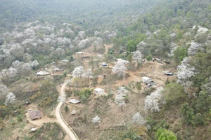 Mỗi độ tháng Ba về, hoa ban Điện Biên nở trắng núi rừng.