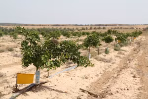 Trồng trọt trên sa mạc phải sử dụng hiệu quả nguồn nước.