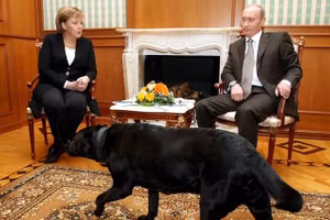 Chú chó giống Labrador Konni xuất hiện cùng Tổng thống Nga trong cuộc gặp Thủ tướng Đức Angela Merkel.