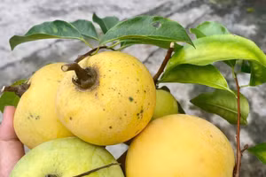 Hương thị níu chân đứa con xa nhà. Ảnh: Thanh Hòa