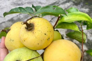 Hương thị níu chân đứa con xa nhà. Ảnh: Thanh Hòa