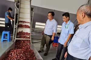 Công nghệ mới bảo quản hành tím tươi đến 3 tháng.