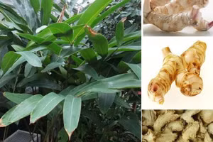 Cây riềng chứa hoạt chất chống ung thư.