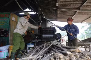 Người dân tất bật ép mía để lấy nước nấu mật. (Ảnh: T.H)