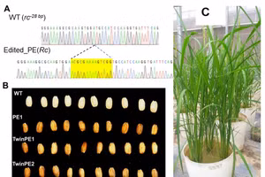 Phân tích trình tự gen được chỉnh sửa thông qua hệ thống Prime editing (A).